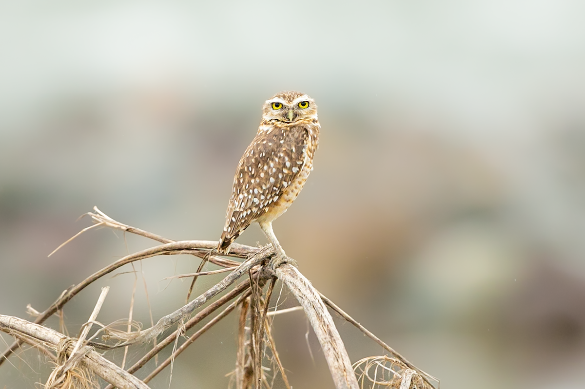 Burrowing Owl - ML584843601