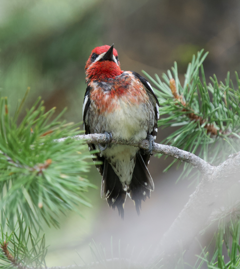 Red-breasted Sapsucker - ML584849291