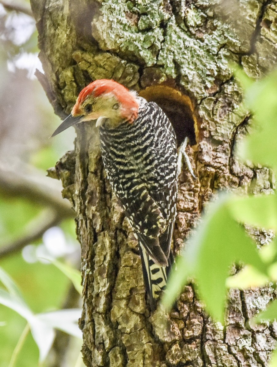 Red-bellied Woodpecker - ML584856961
