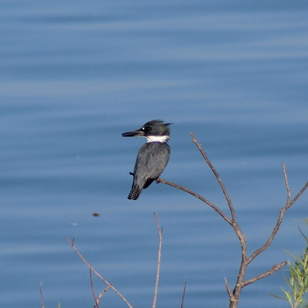 Belted Kingfisher - ML584857121