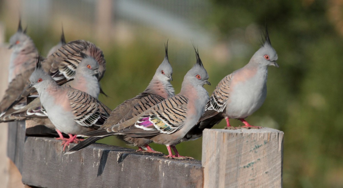 Crested Pigeon - ML58486101