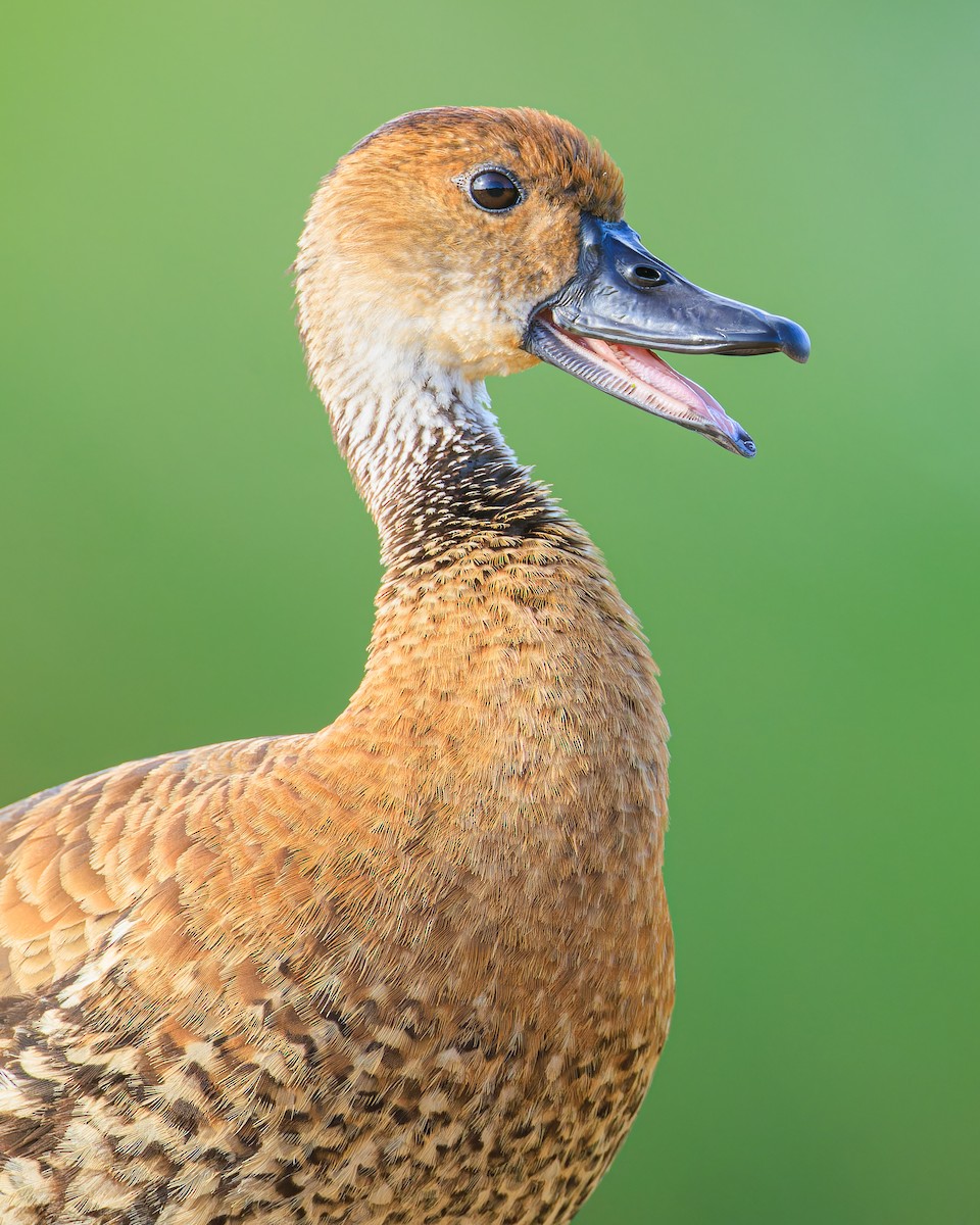 West Indian Whistling-Duck - ML584861041