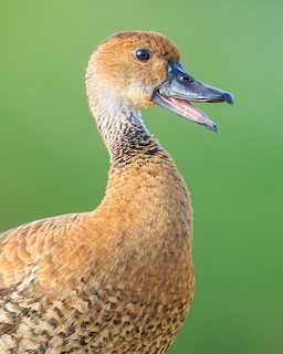 West Indian Whistling-Duck, ML584861041
