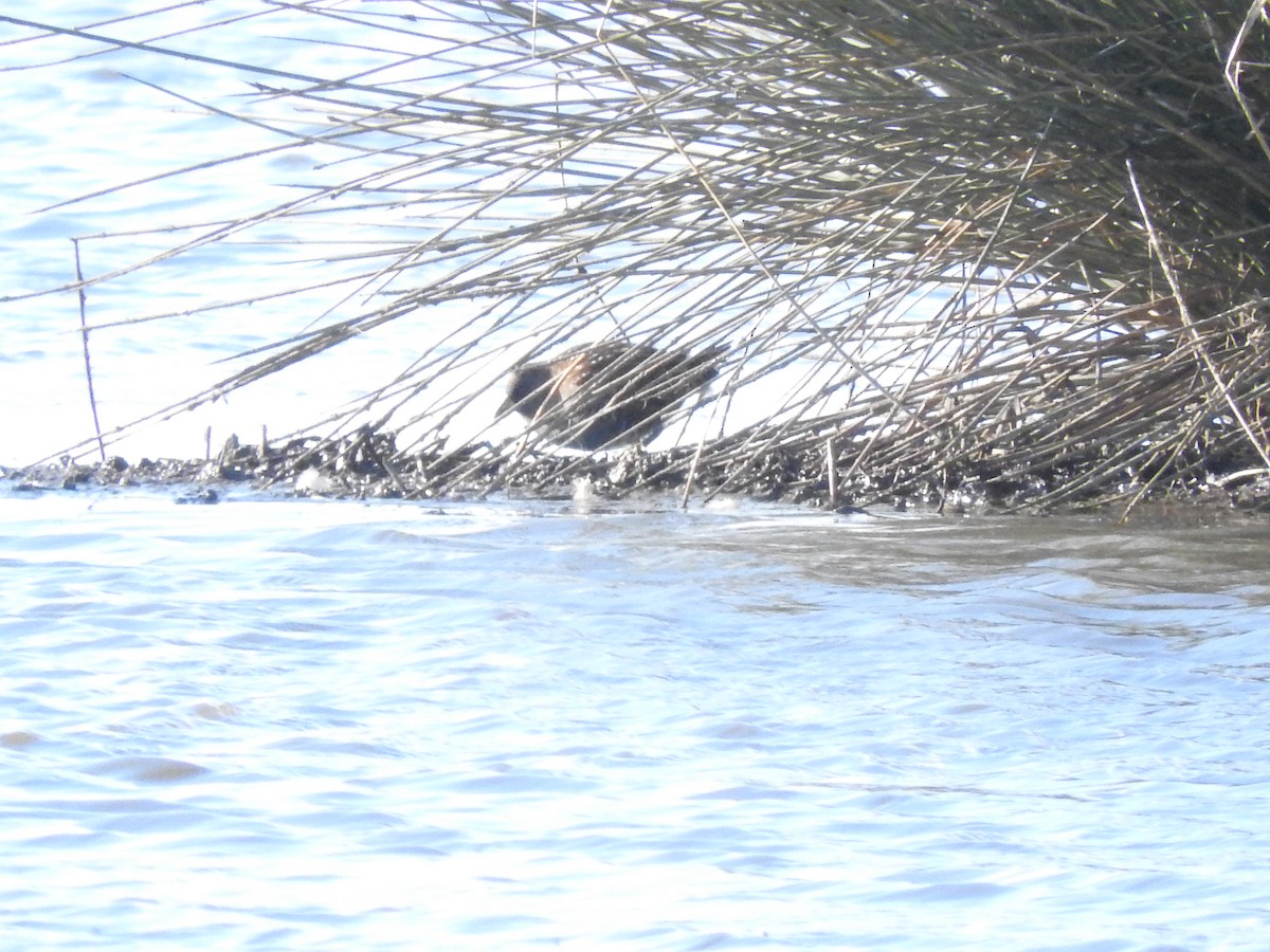 Ebird Australia Checklist Jun Western Treatment Plant T Section Ponds Species