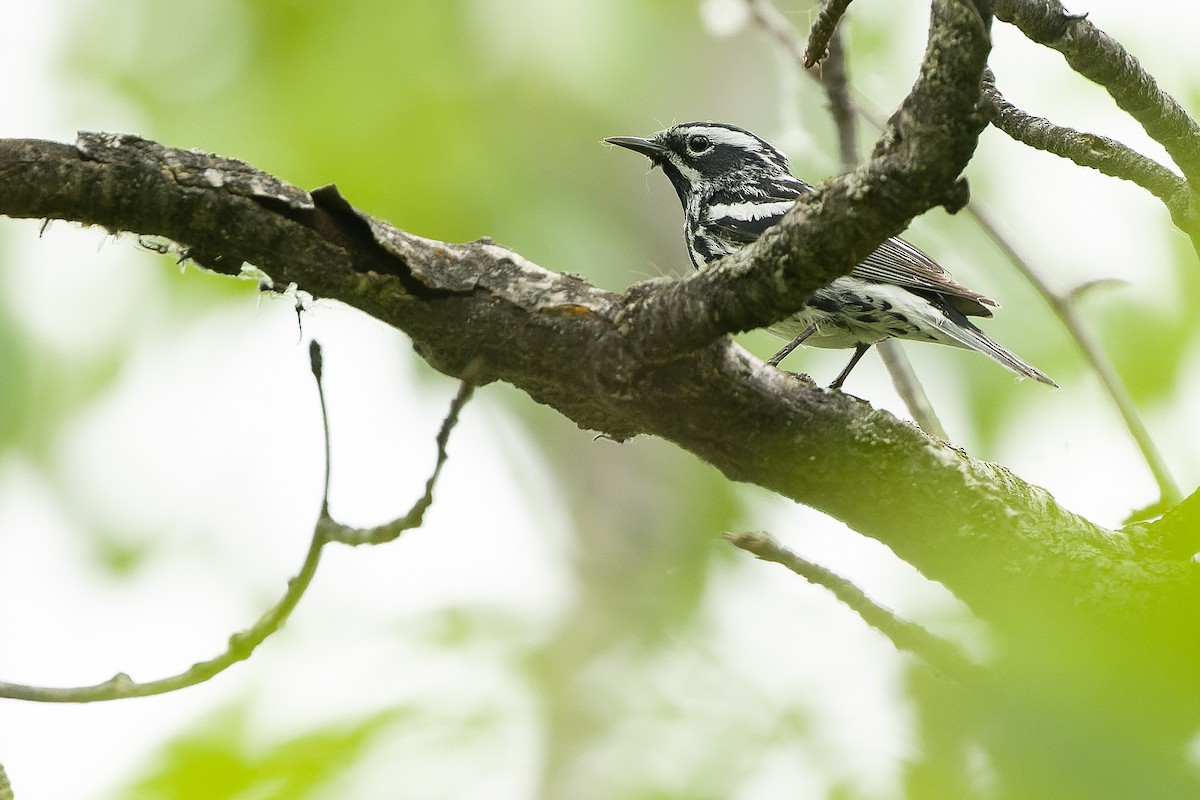 Black-and-white Warbler - ML584864131