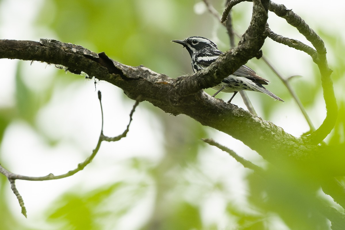 Black-and-white Warbler - ML584864141