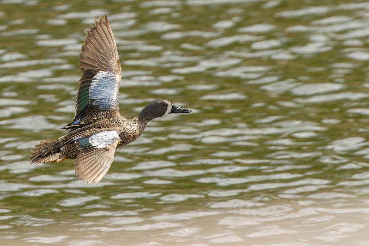 Blue-winged Teal - ML584864291