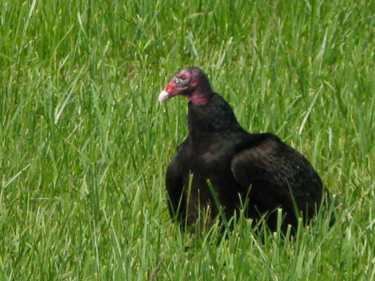 Turkey Vulture - ML584864851