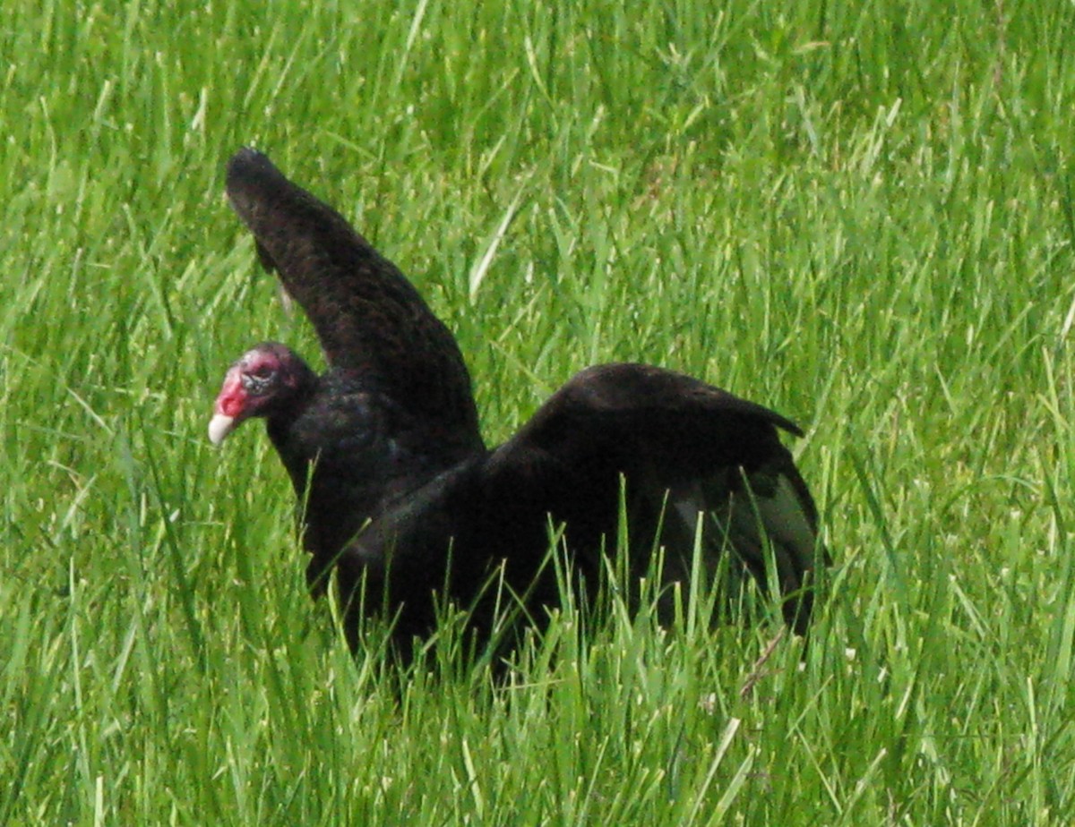 Turkey Vulture - ML584864861