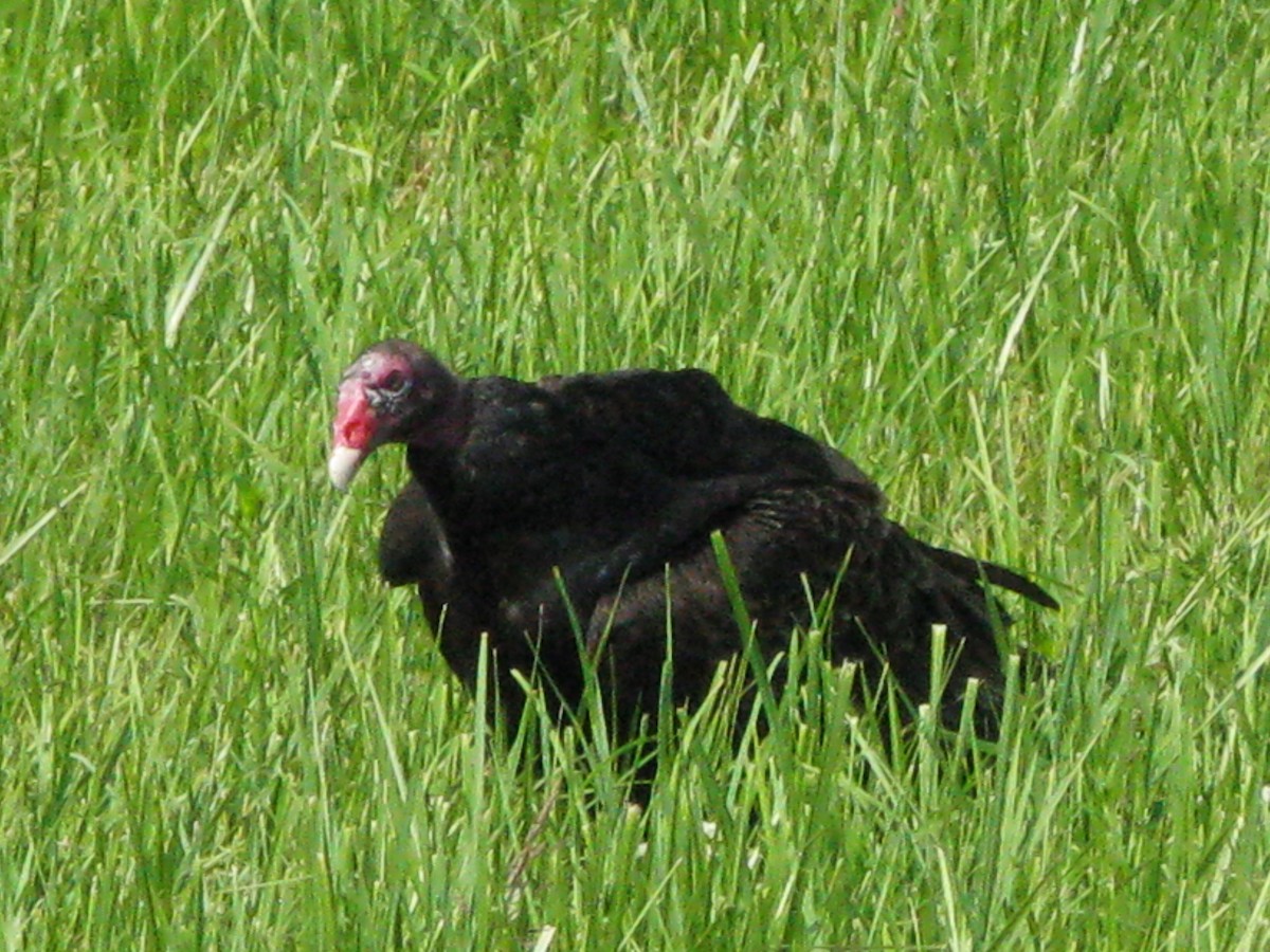 Turkey Vulture - ML584864871