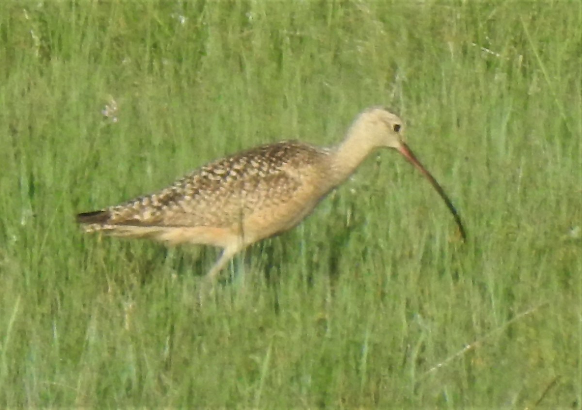 Long-billed Curlew - ML584865391