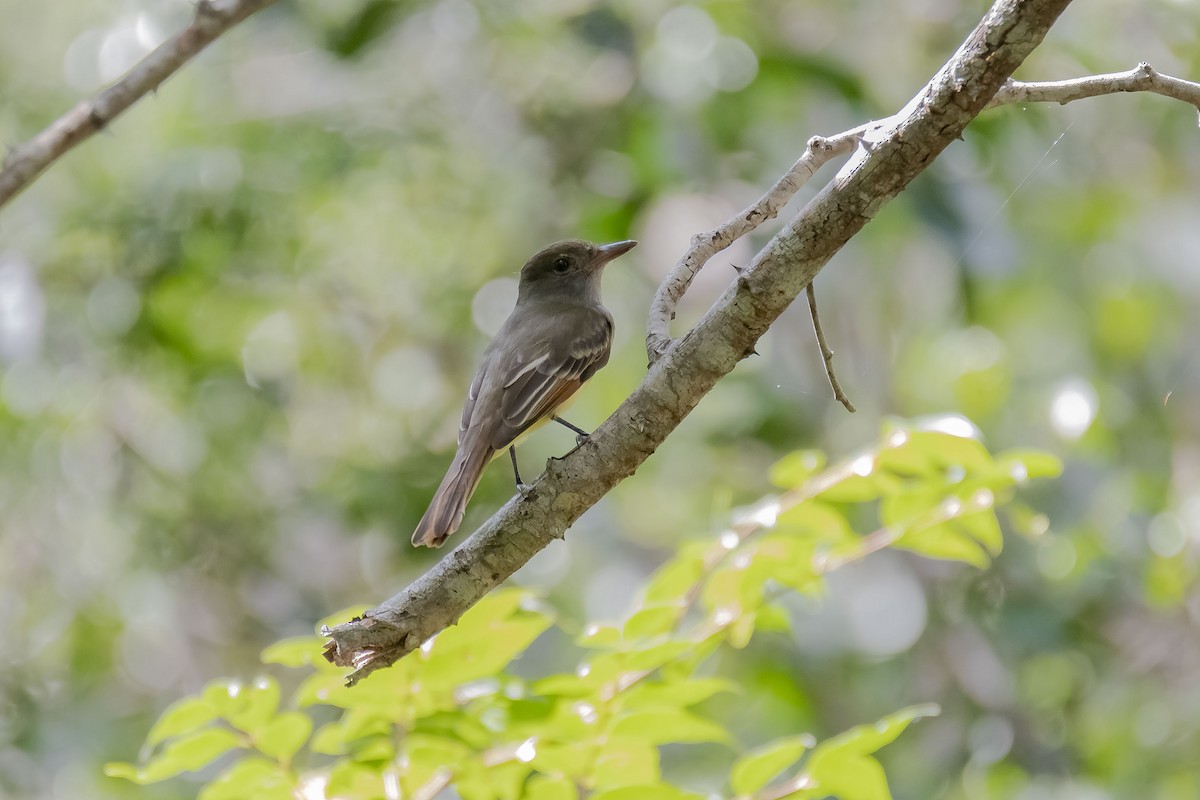 Great Crested Flycatcher - ML584866481
