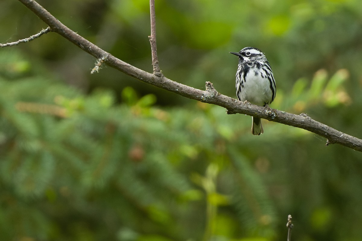 Black-and-white Warbler - ML584866491