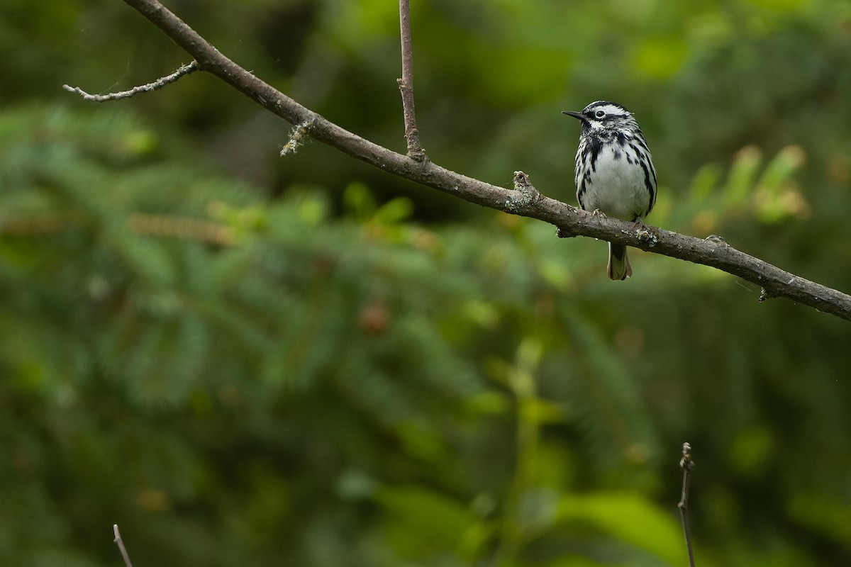 Black-and-white Warbler - ML584866501