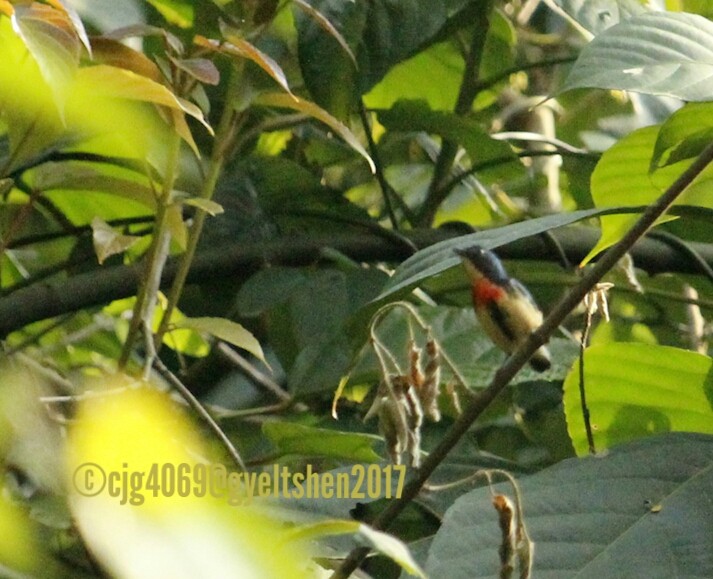 Fire-breasted Flowerpecker - Gyeltshen Gyeltshen