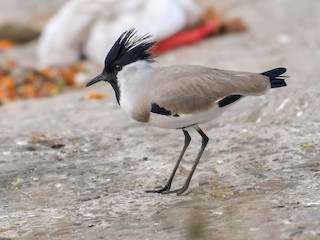  - River Lapwing