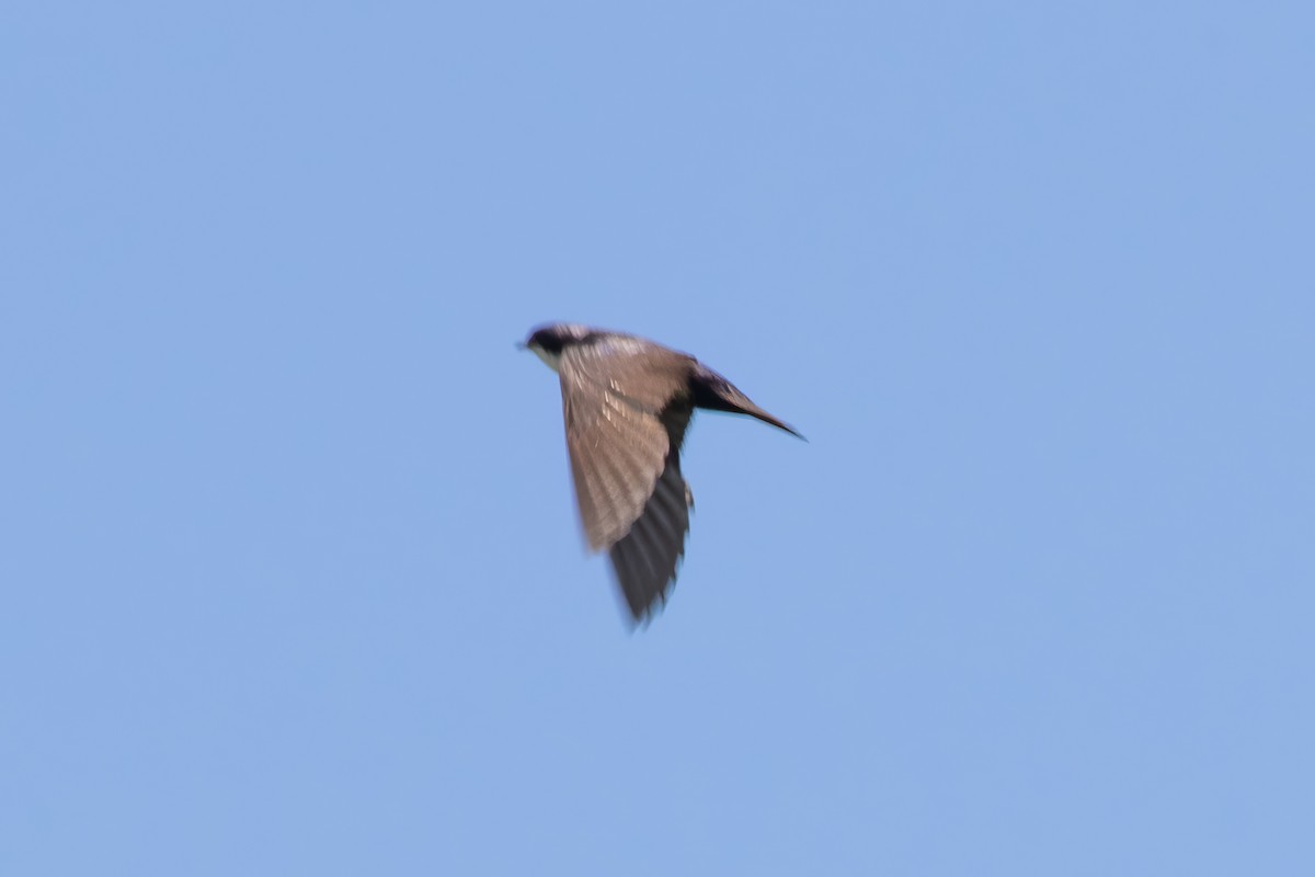 Blue-and-white Swallow - Jodi Boe