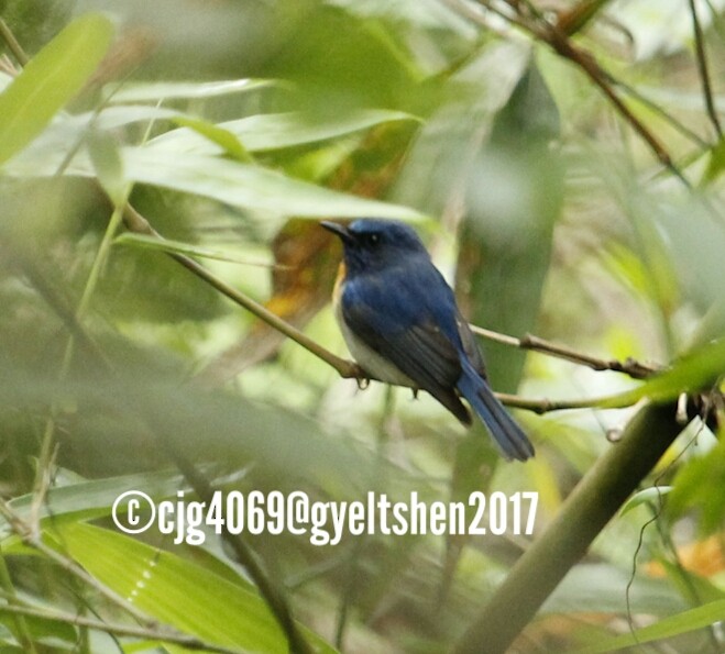 Blue-throated Flycatcher - Gyeltshen Gyeltshen