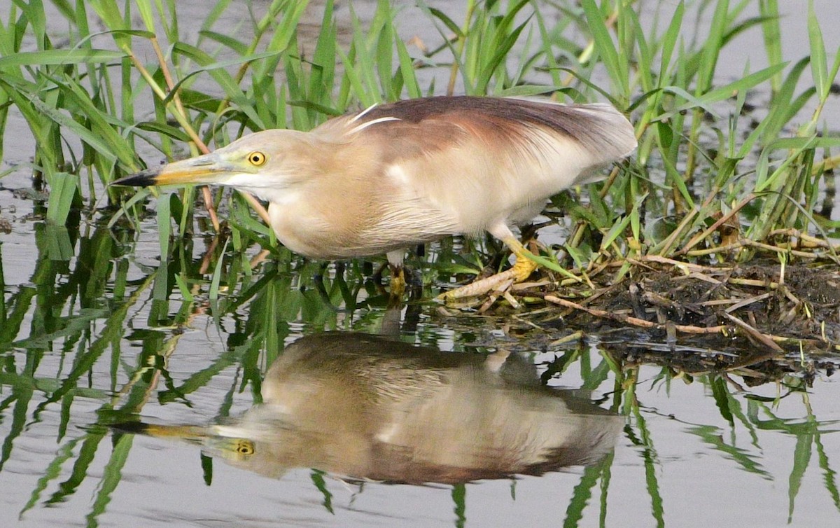 Indian Pond-Heron - ML58487291
