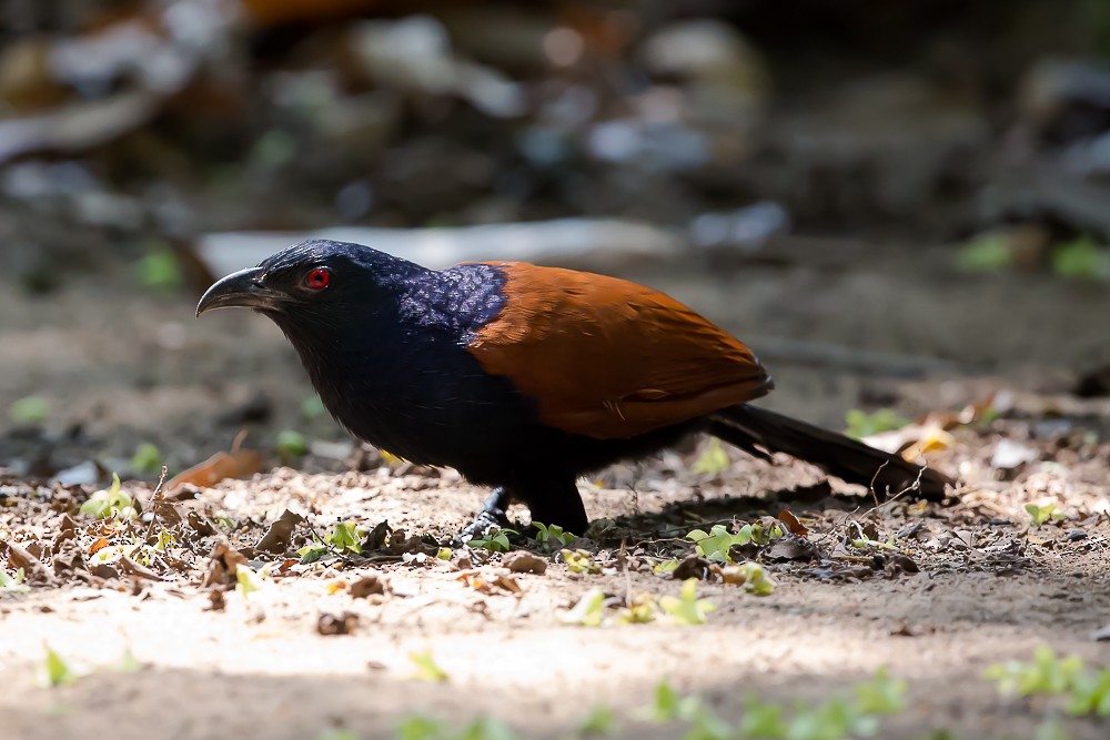 Greater Coucal - ML584873631