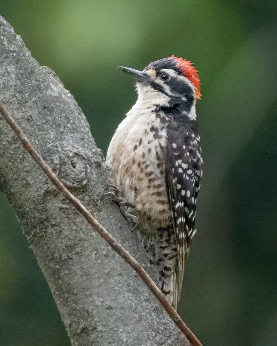 Nuttall's Woodpecker - ML584873961