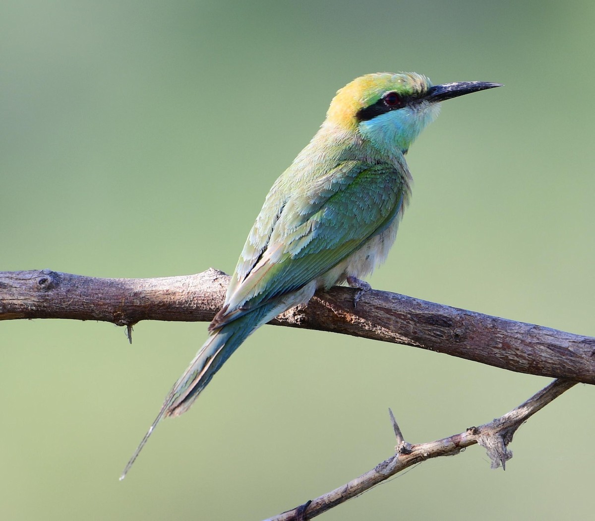 Asian Green Bee-eater - Divyesh Ghervada