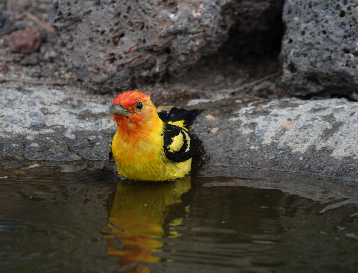 Western Tanager - ML584874891