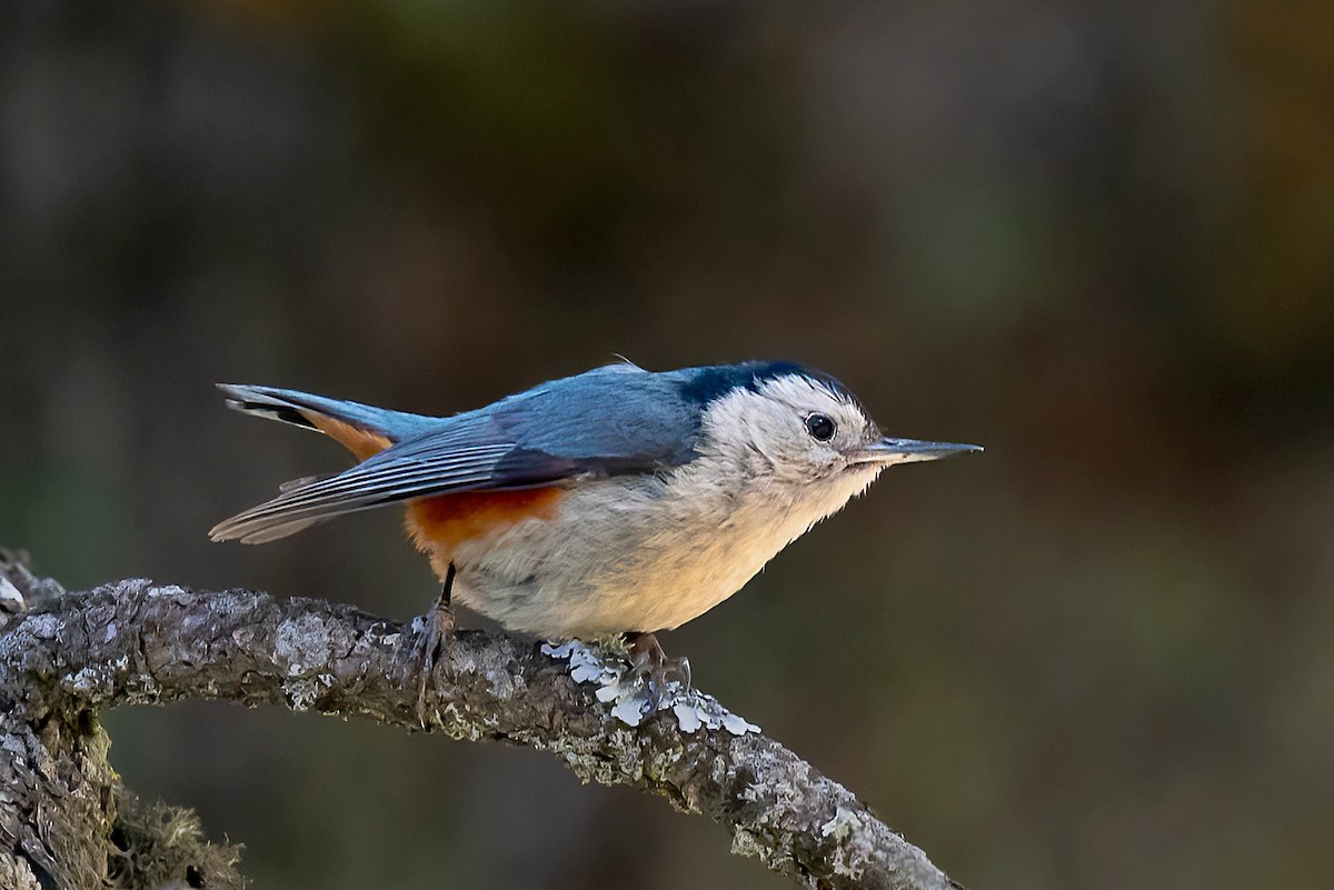 White-cheeked Nuthatch - ML584875341