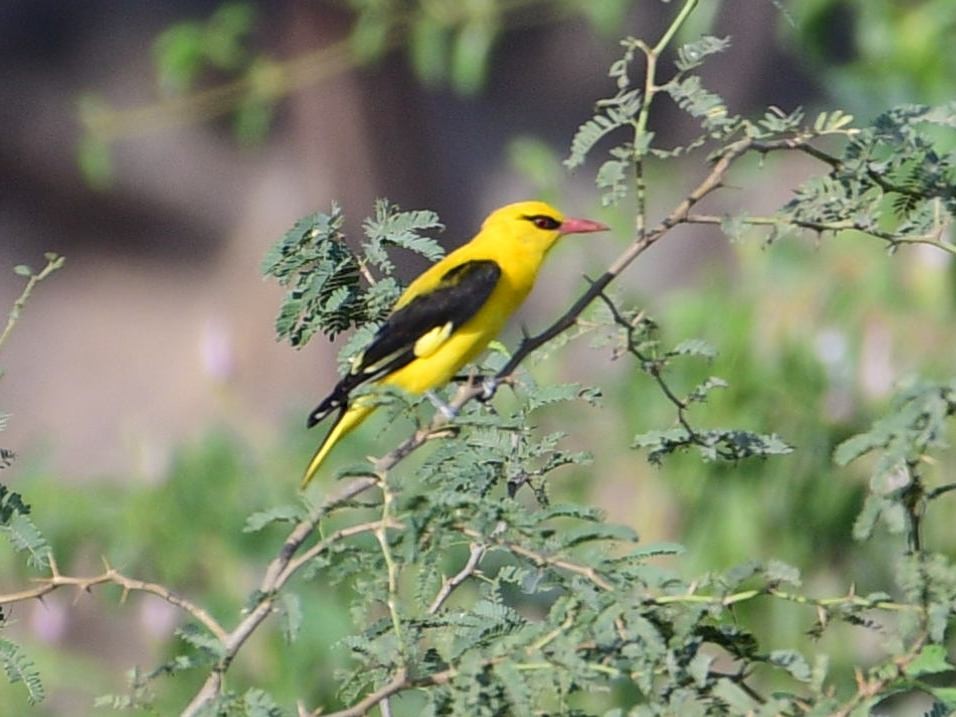 Indian Golden Oriole - ML58487561