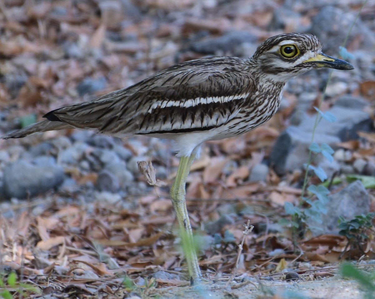 Indian Thick-knee - ML58487681
