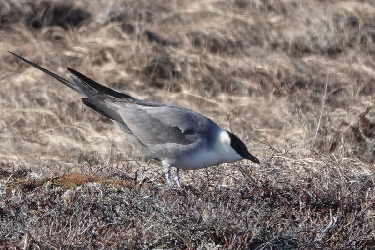 Long-tailed Jaeger - ML584877401