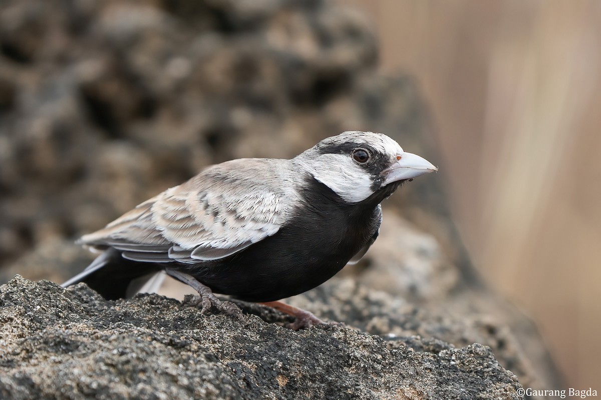 Ashy-crowned Sparrow-Lark - ML584877521