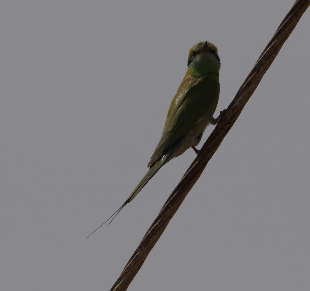 Asian Green Bee-eater - ML58487941