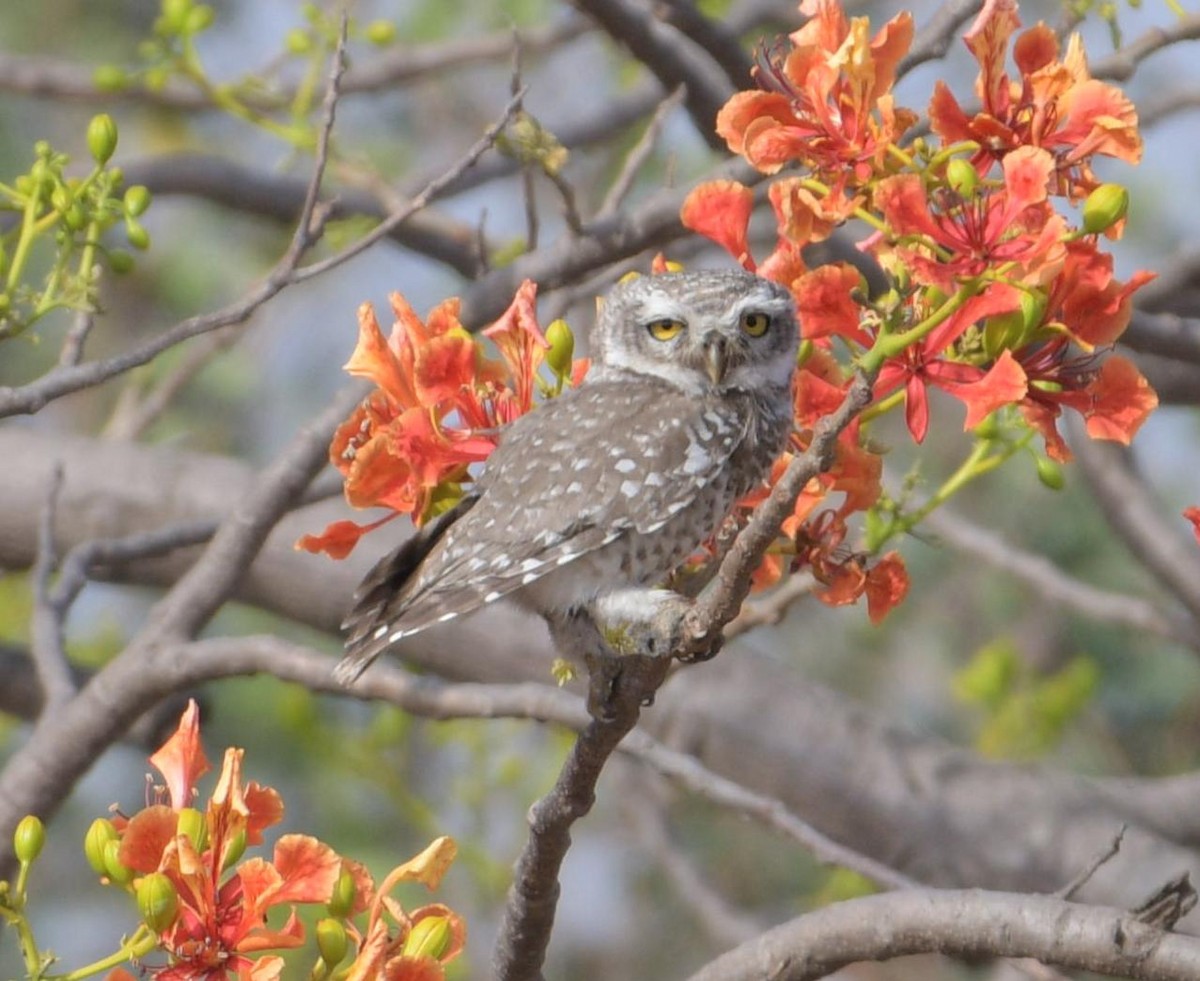 Spotted Owlet - ML58487981