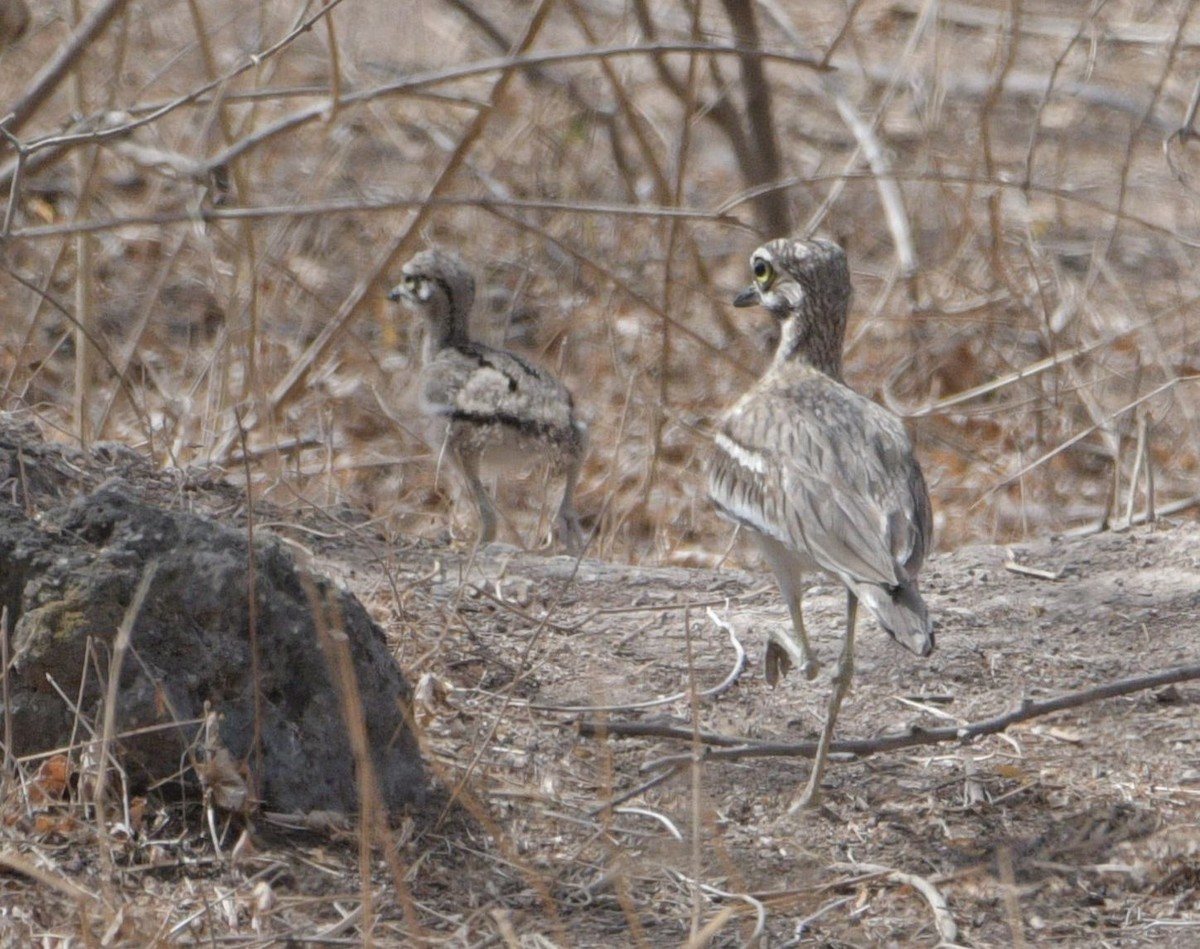 Indian Thick-knee - ML58488051