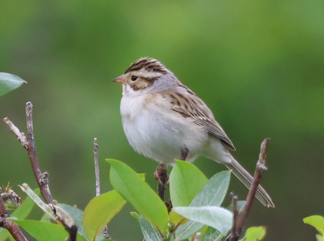 Clay-colored Sparrow - ML584883671