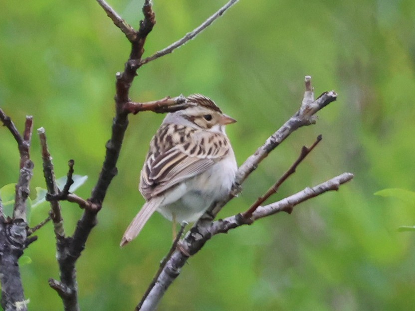 Clay-colored Sparrow - ML584883681