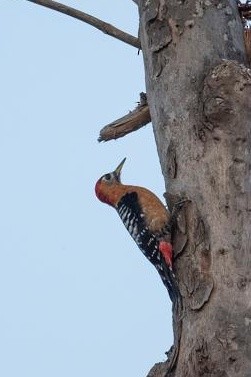 Rufous-bellied Woodpecker - Vivek Rawat