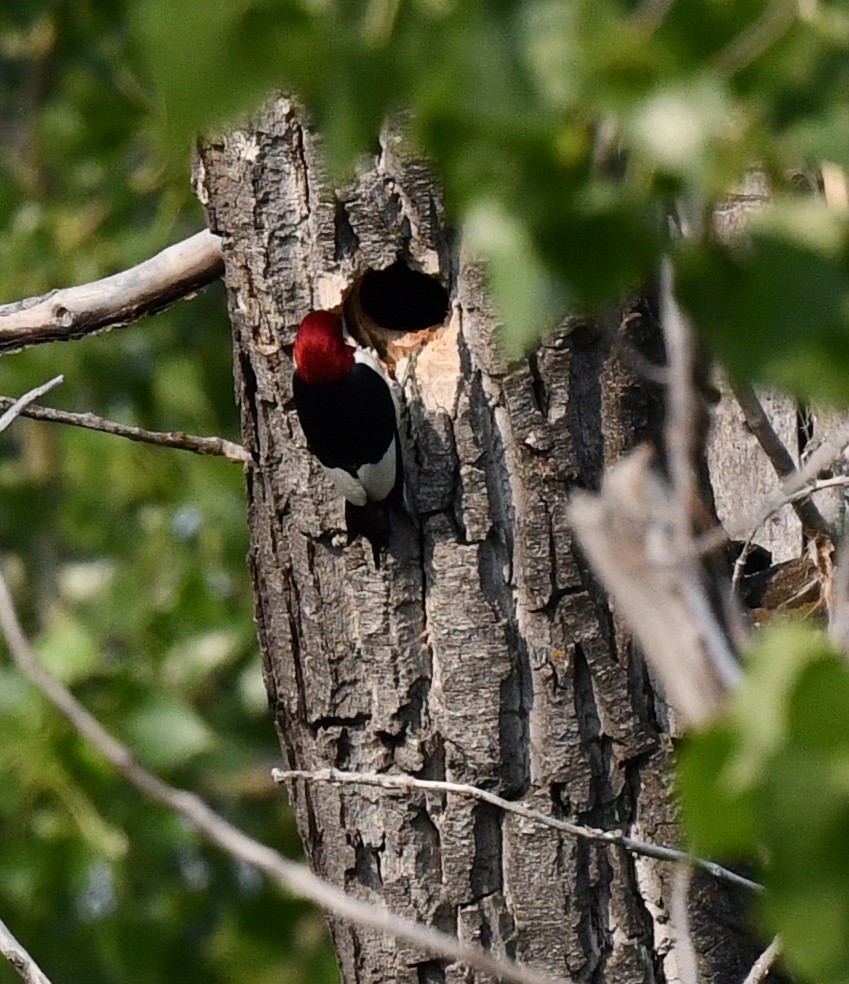 Red-headed Woodpecker - ML584887871
