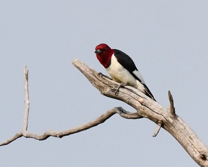 Red-headed Woodpecker - ML584887911