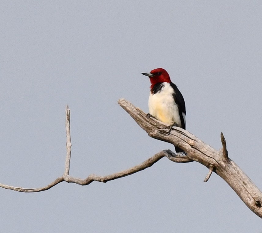 Red-headed Woodpecker - ML584887921