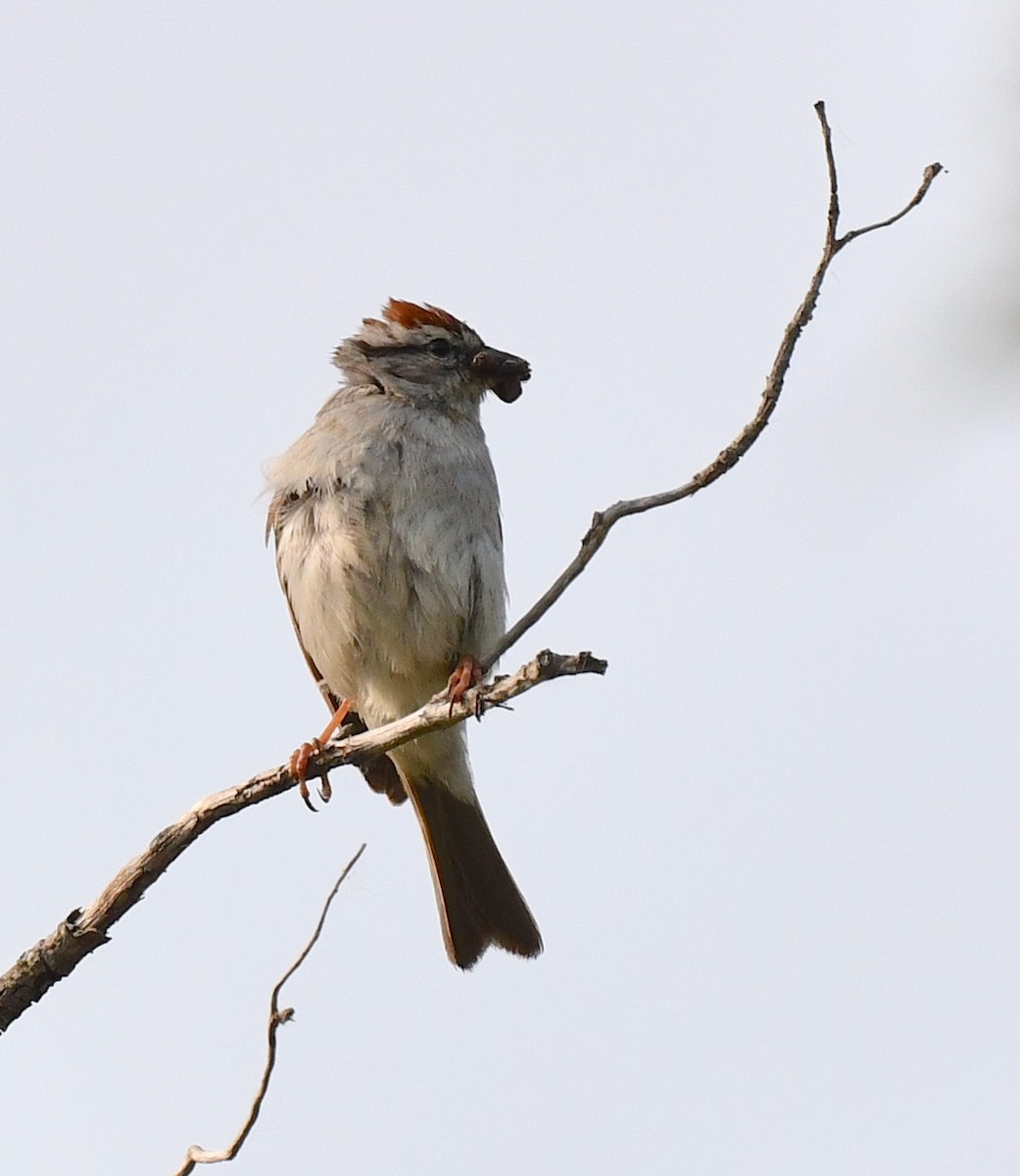Chipping Sparrow - ML584888031