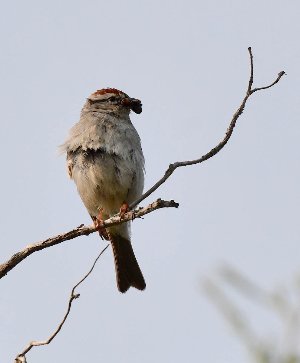 Chipping Sparrow - ML584888081