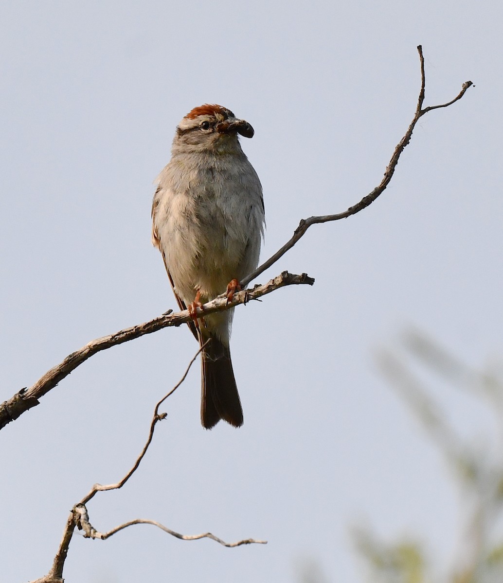 Chipping Sparrow - ML584888091