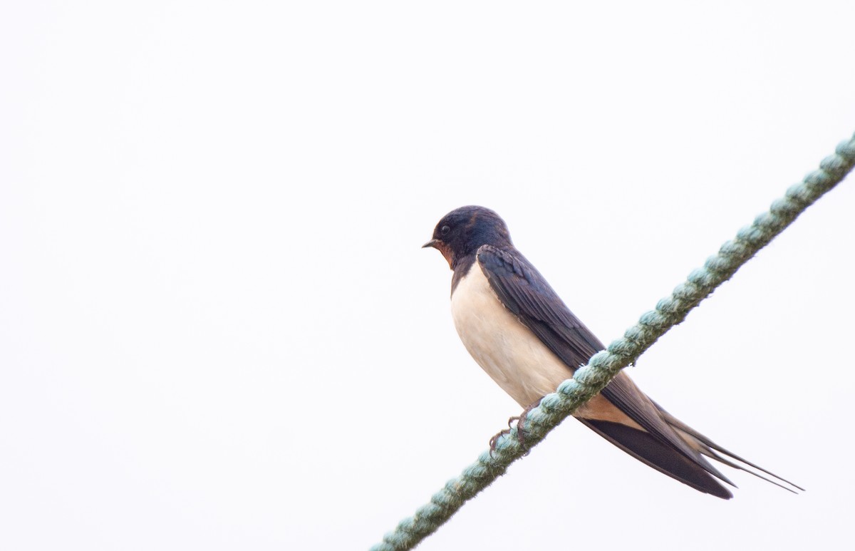 Barn Swallow (White-bellied) - ML584889571