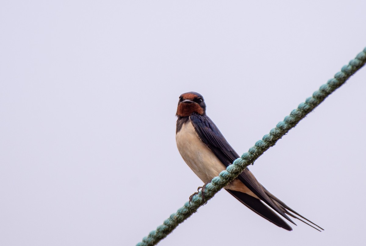 Barn Swallow (White-bellied) - ML584889591