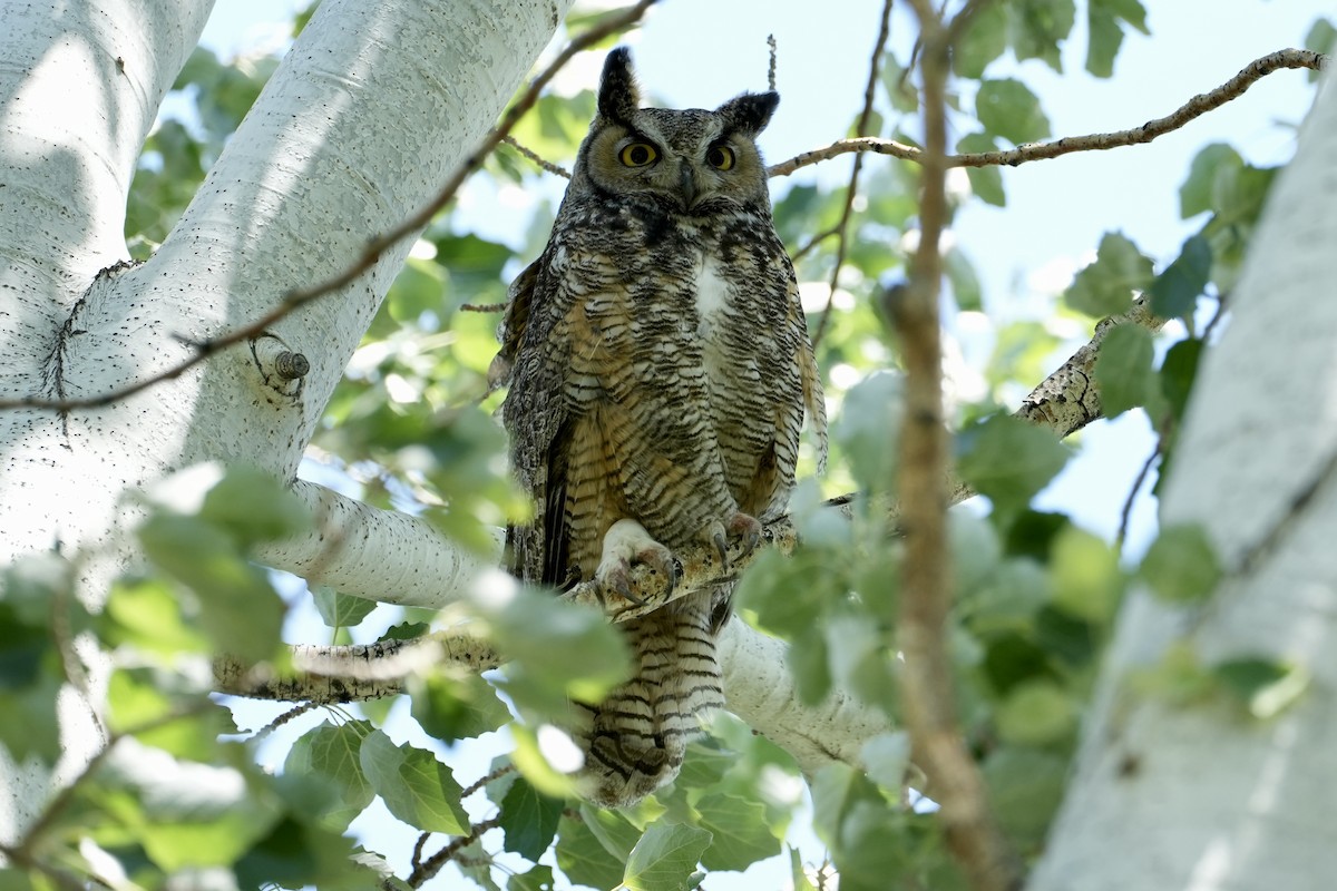Great Horned Owl - ML584890141