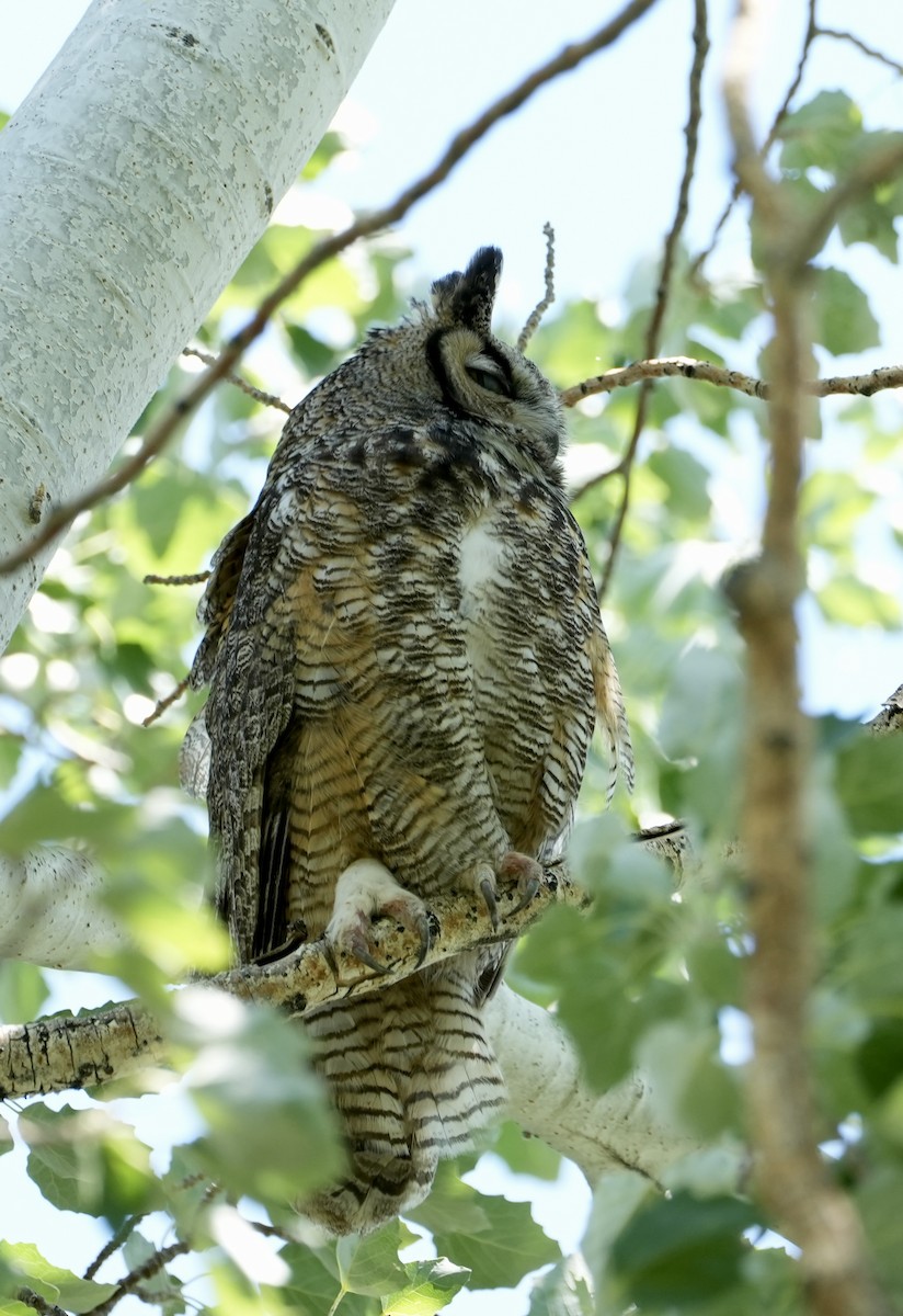 Great Horned Owl - ML584890151