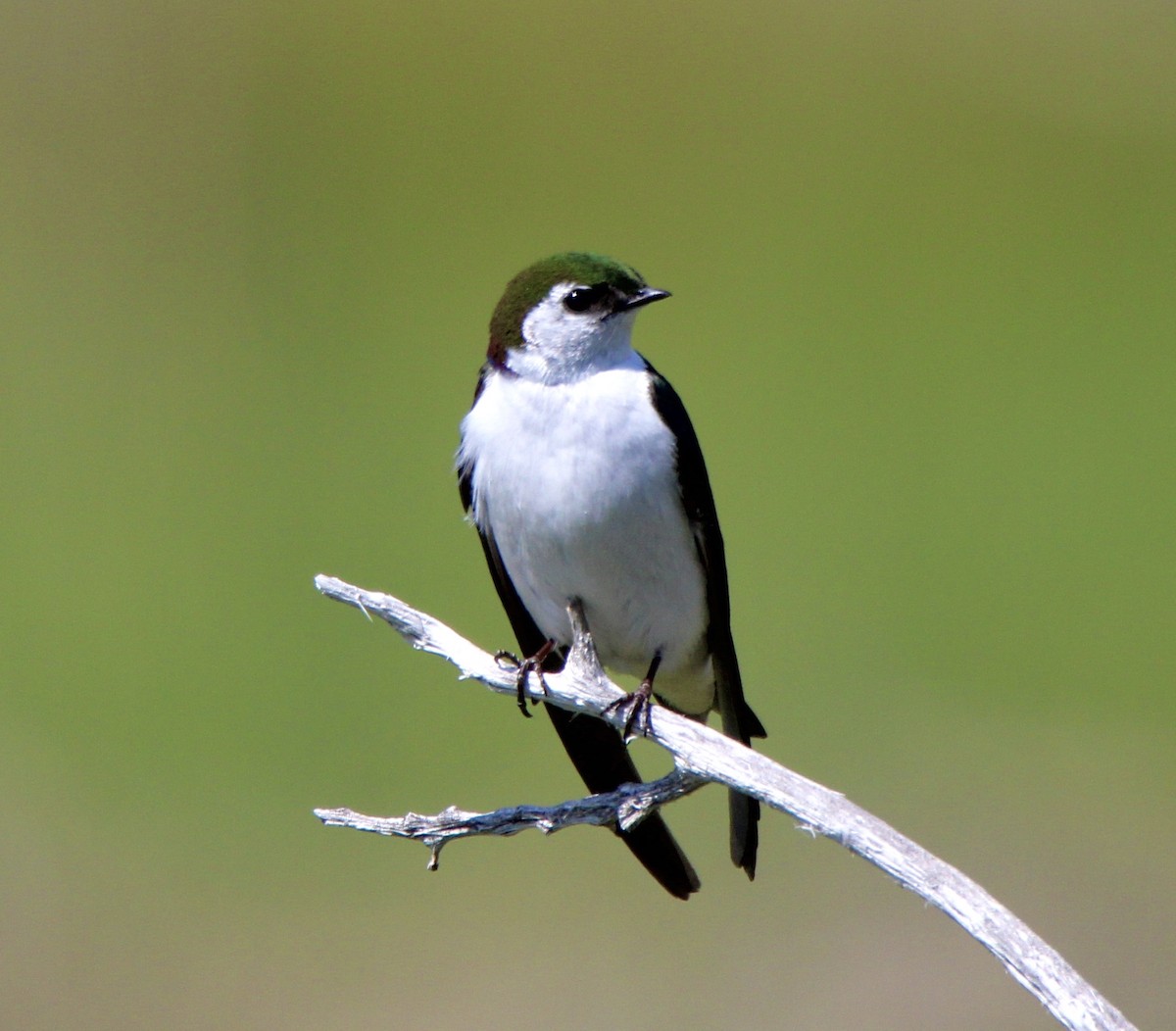 eBird Checklist 14 Jun 2023 Mono Lake County Park 18 species