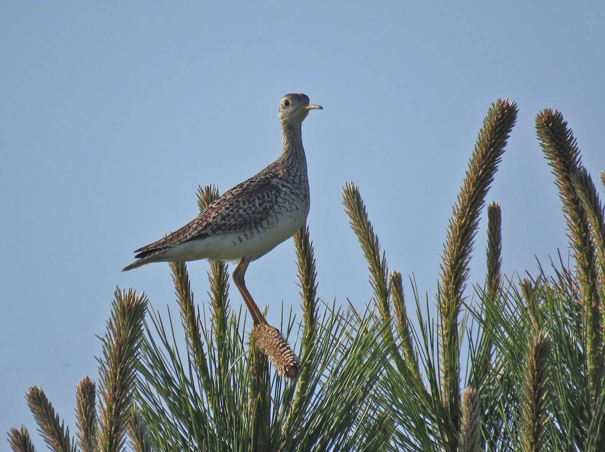 Wisconsin eBird Checklist - 7 Jun 2023 - 3291–3299 47th St SE, Steele ...